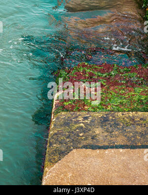 Passaggi coperti di alghe verdi che va giù verso il mare / acqua. Foto Stock