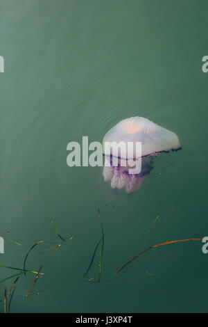 Meduse viola galleggianti in acqua verde. Foto Stock