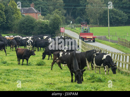 Jersey croce e il frisone Kiwi croce vacche da latte pascolo a Sandbach, Cheshire. Foto Stock