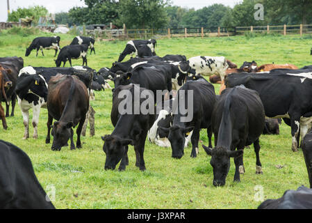 In bianco e nero con le mucche Jersey attraversa e il frisone Kiwi croce vacche da latte pascolo a Sandbach, Cheshire. Foto Stock