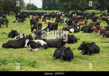 In bianco e nero con le mucche Jersey attraversa e il frisone Kiwi croce vacche da latte pascolo a Sandbach, Cheshire. Foto Stock