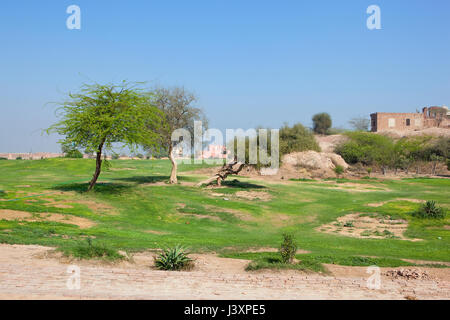 Sulla parte superiore del bhatner fort complesso in Rajasthan hanumangarh con alberi di acacia lavori di restauro e un tempio indù sotto un cielo blu in primavera Foto Stock