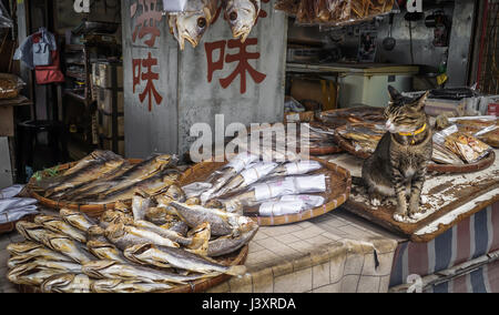 Il gatto è seduto in posizione eretta con le zampe frontali posizionate saldamente a terra, a guardia di una bancarella di pesci del mercato a Cheung Chau, Hong Kong Foto Stock