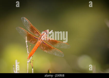 Libellula arancione in appoggio sul ramo di piccole dimensioni. Foto Stock