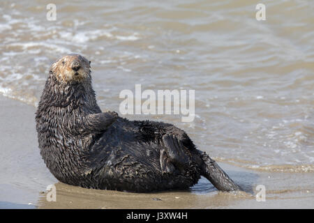 Avviso di Sea Otter in Moss Landing State Beach. Foto Stock