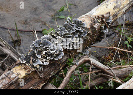 Funghicoltura su albero morto lungo il fiume Foto Stock