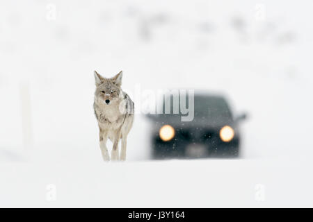 Coyote ( Canis latrans ), in inverno la neve alta, a camminare su una strada, seguita da un'auto sembra essere totalmente indisturbati, Yellowstone NP, Wyoming negli Stati Uniti. Foto Stock