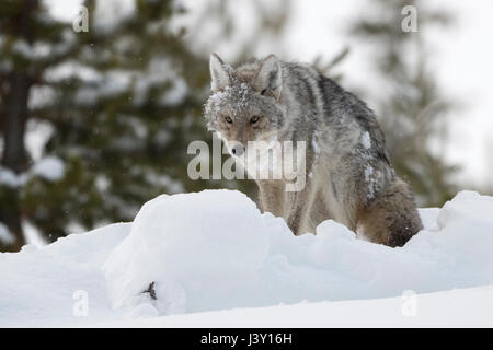 Coyote ( Canis latrans ) in inverno la neve profonda, seduto o in piedi, con claggy neve e ghiaccio nella sua pelliccia, sembra divertente, Yellowstone NP, Wyoming negli Stati Uniti. Foto Stock