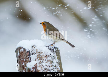 Unione robin, nome latino Erithacus rubecula, appollaiato su un ceppo di albero in una tempesta di neve Foto Stock