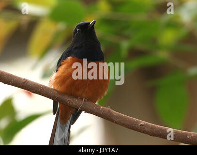 Maschio del Sud Est Asiatico bianco-rumped Shama bird (Copsychus malabaricus), che vanno dall'India in Indocina e Indonesia. Foto Stock