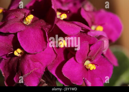 Violette africane (Saintpaulia ionantha) blossoms con colori vibranti. Foto Stock