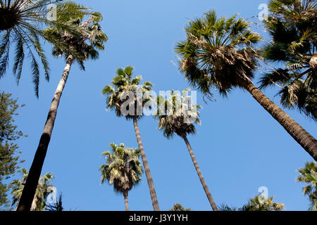 Parque de Malaga, giardini botanici appena dietro al porto di Malaga Foto Stock