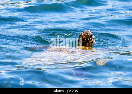 Tartaruga Verde (Chelonia Mydas) nuotare nelle acque blu nei pressi di Hilo sulla Big Island, Hawaii, Stati Uniti d'America. Foto Stock