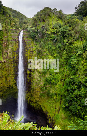 Il Akaka cade nel Akaka Falls State Park sulla Big Island, Hawaii, Stati Uniti d'America. Foto Stock