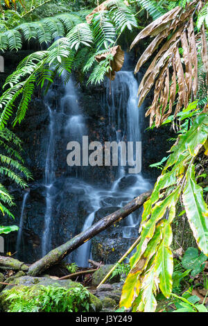 Una piccola cascata nel Akaka Falls State Park sulla Big Island, Hawaii, Stati Uniti d'America. Foto Stock