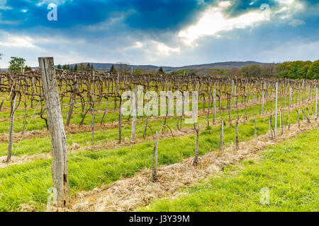 Paesaggio di vigneti nella stagione primaverile, filari di vigneti Foto Stock