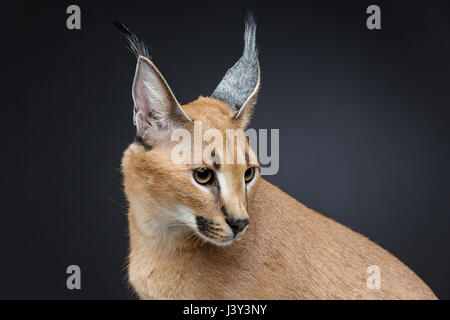 Bella Lynx caracal 6 mesi gattino seduto su sfondo nero. Studio shot. Copia dello spazio. Foto Stock