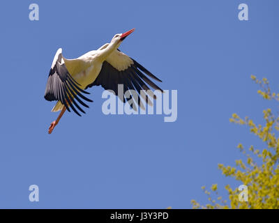 Cicogna bianca (Ciconia ciconia) in volo vista dal basso sul cielo blu sullo sfondo Foto Stock