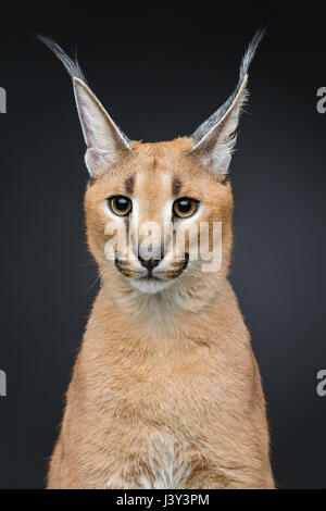 Bella Lynx caracal 6 mesi gattino seduto su sfondo nero. Studio shot. Copia dello spazio. Foto Stock