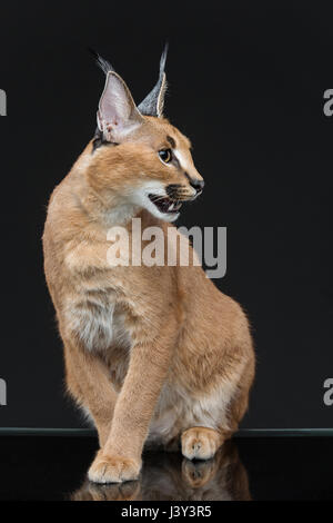 Bella Lynx caracal 6 mesi gattino seduto su sfondo nero. Studio shot. Copia dello spazio. Foto Stock