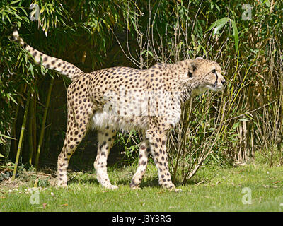 African ghepardo (Acinonyx jubatus) passeggiate sull'erba visto dal profilo Foto Stock