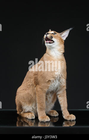 Bella Lynx caracal 6 mesi gattino seduto su sfondo nero. Studio shot. Copia dello spazio. Foto Stock