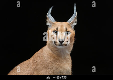 Bella Lynx caracal 6 mesi gattino seduto su sfondo nero. Studio shot. Copia dello spazio. Foto Stock