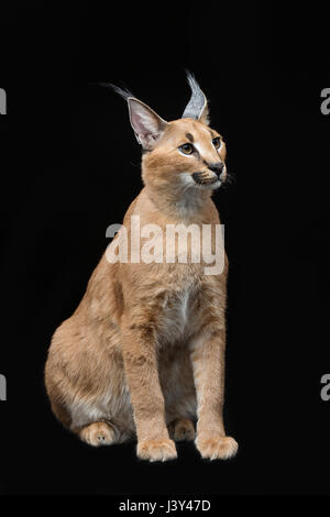 Bella Lynx caracal 6 mesi gattino seduto su sfondo nero. Studio shot. Copia dello spazio. Foto Stock