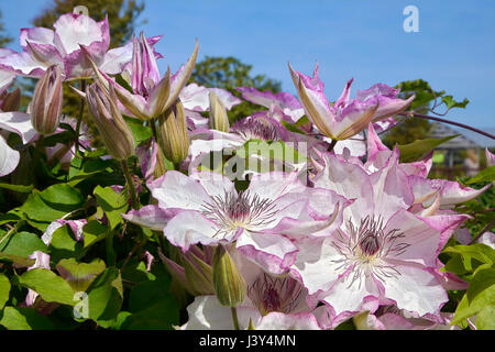 Primo piano di rosa fiori di clematis Foto Stock