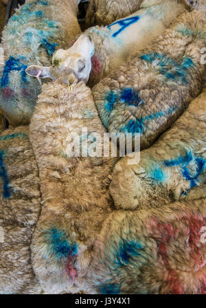 Pecore da riforma in una penna a un mercato di bestiame,Bakewell, Derbyshire. Foto Stock