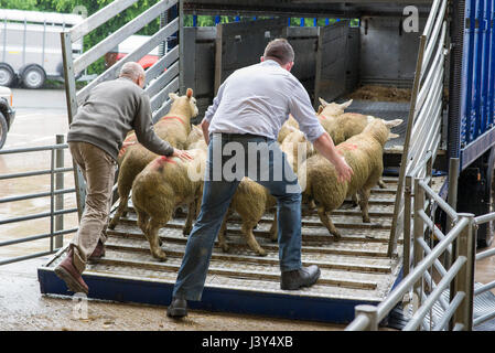 Agnelli di carico su di un rimorchio di bestiame in un mercato del bestiame, Bakewell, Derbyshire. Foto Stock