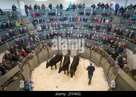 La vendita di un Aberdeen Angus cross store bestiame in un mercato di bestiame, Bakewell, Derbyshire. Foto Stock