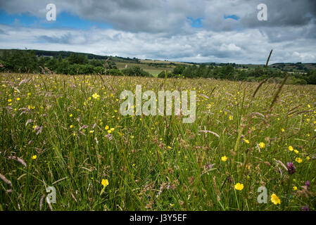 Selvaggio fiore erba prato, Longnor, Staffordshire. Foto Stock