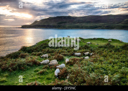 Scottish Blackface ovini e il tramonto sulla baia di Calgary, Calgary, Isle of Mull, Scozia. Foto Stock