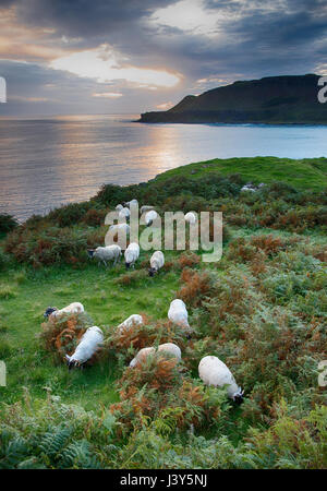 Scottish Blackface ovini e il tramonto sulla baia di Calgary, Calgary, Isle of Mull, Scozia. Foto Stock