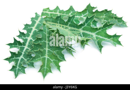 Argemone medicinali mexicana o messicana di foglie di papavero su sfondo bianco Foto Stock
