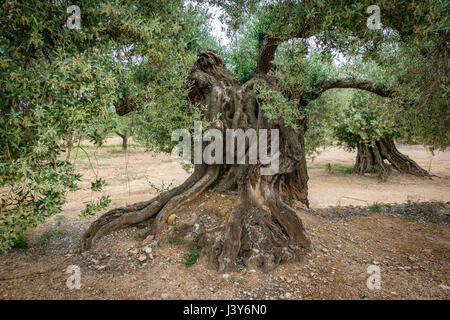 Antica mille-anno-vecchio Olivo tronco Foto Stock