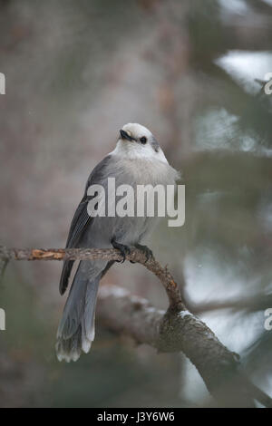 Gray Jay ( Perisoreus canadensis ) in inverno, appollaiato su un ramoscello di una conifera albero, guardando il cielo, Scatto frontale, Yellowstone NP, STATI UNITI D'AMERICA. Foto Stock