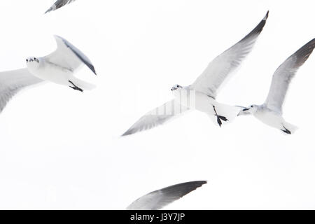 Basso angolo vista di Flock of Seagulls battenti Foto Stock