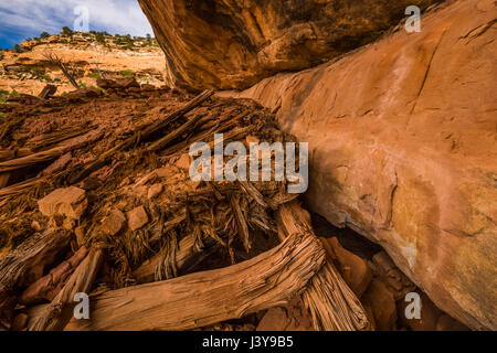 Ancestrale rovina dei Pueblo in Road Canyon, che mostra la costruzione del tetto utilizzando tecniche di poli di ginepro, piccoli bastoni e corteccia, e fango, negli orsi orecchie Nati Foto Stock