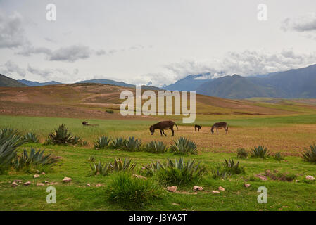 Asino e cow sul campo in estate il Perù su sfondo di montagna Foto Stock