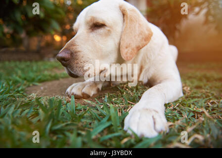 Close-up di sleeping labrador cane sul soleggiato parco. Sleepy Dog lay sull'erba Foto Stock