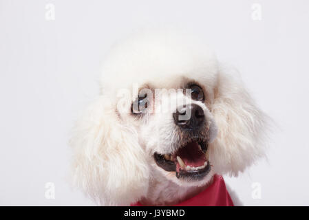 Barboncino bianco closeup ritratto dopo la toelettatura isolati su sfondo bianco. Testa della cute poodle Foto Stock