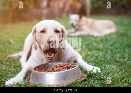 Il Labrador mangiare dal recipiente metallico giacciono su erba verde all'esterno. Primo piano di mangiare labrador cane Foto Stock