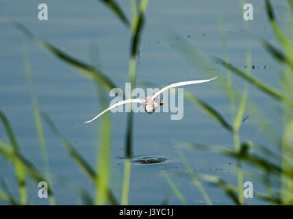 Sgarza ciuffetto Ardeola ralloides volando sul fiume di acqua con lamelle di erba Foto Stock