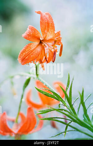 Giglio in gocce dopo la pioggia Foto Stock