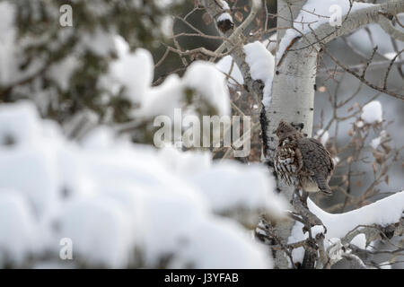 Ruffed Grouse ( Bonasa umbellus ) in inverno, nascosto, seduta, appollaiate in una coperta di neve pioppi neri americani tree, Perfetto mimetismo, Wyoming negli Stati Uniti. Foto Stock