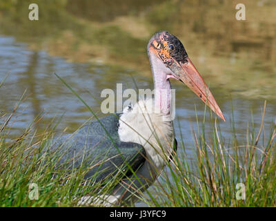 Ritratto di profilo di marabou stork (Leptoptilos crumeniferus) tra l'erba Foto Stock