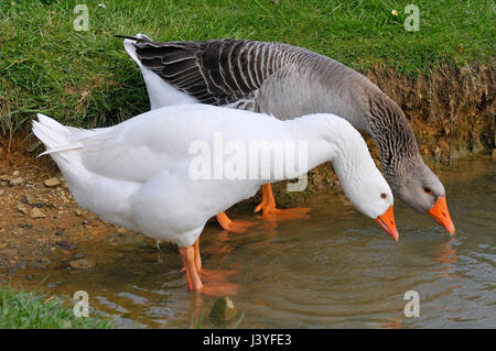 Due oche (Anser anser domesticus), uno bianco e uno grigio, bere da uno stagno Foto Stock