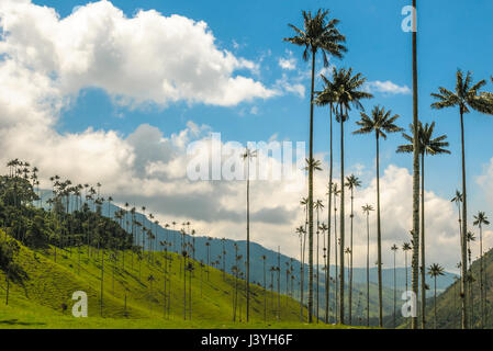 Cera palme di Cocora Valley, Colombia Foto Stock